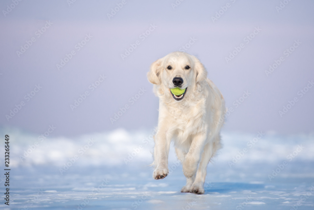 happy golden retriever dog playing with a tennis ball outdoors in winter happy golden retriever dog playing with a tennis ball outdoors in winter