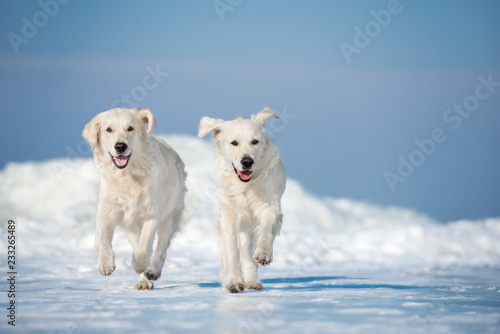 Fototapeta Naklejka Na Ścianę i Meble -  two happy dogs running outdoors in winter