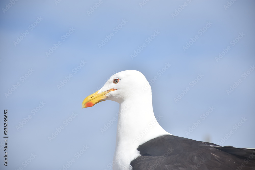seagull on beach