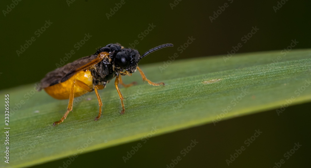 Naklejka premium Bug on a leaf