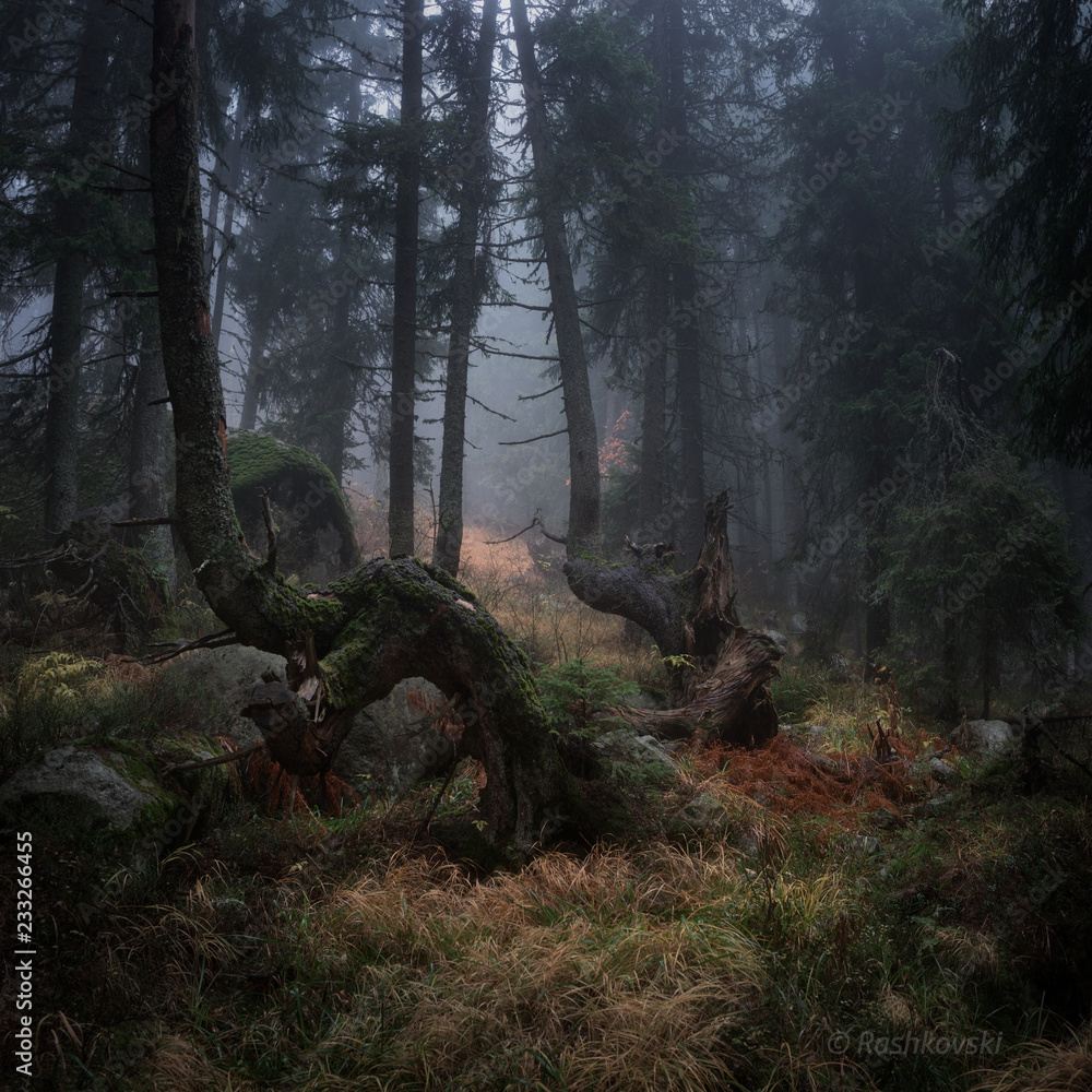 Twisted trees in forest Twisted trees in forest