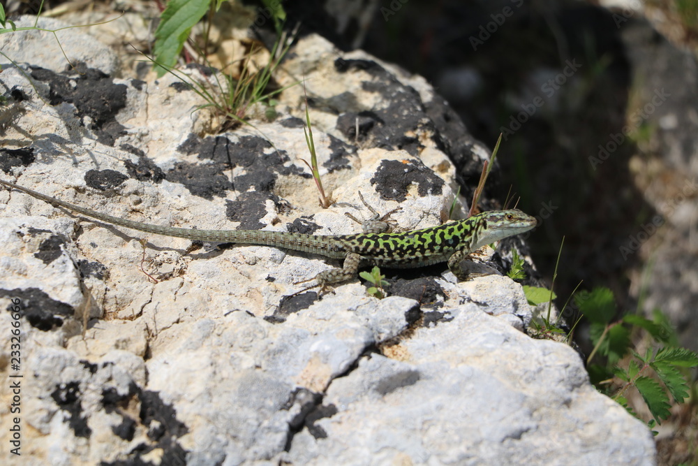 Naklejka premium Podarcis muralis nigriventris in Syracuse, Sicily Italy