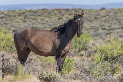 Wild Horse in the Colorado High Desert in Summer