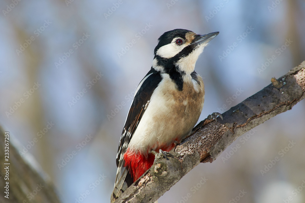 Naklejka premium Great spotted woodpecker sits on a branch of a tree in a forest park very close to the photographer.