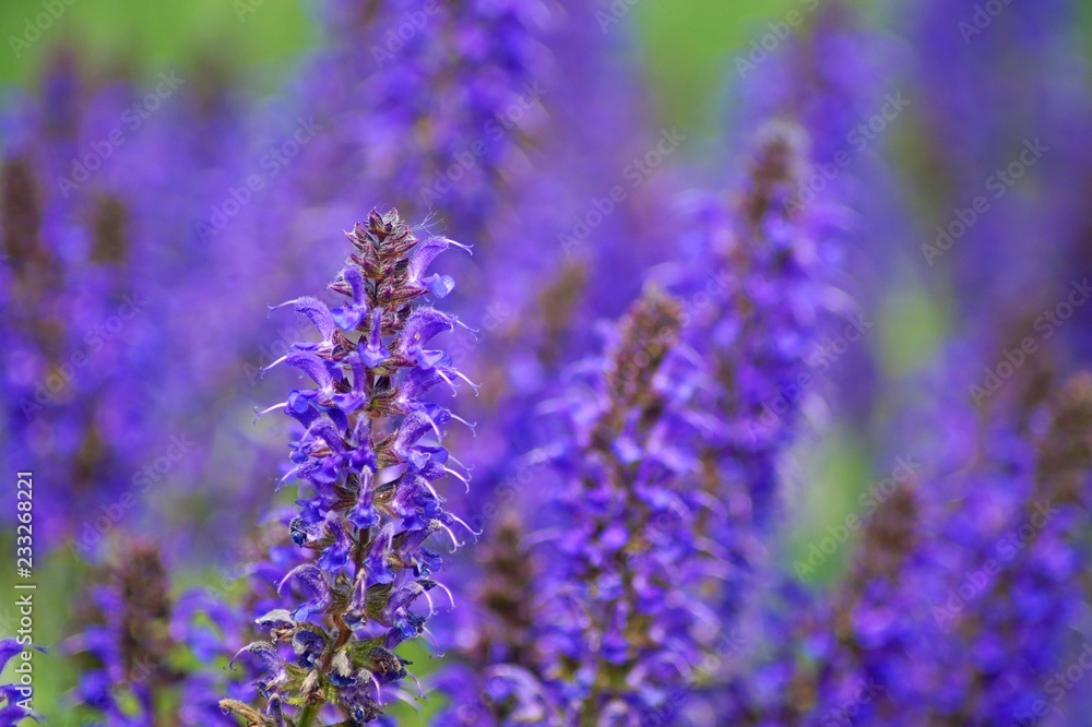 Obraz premium bunch of lavender