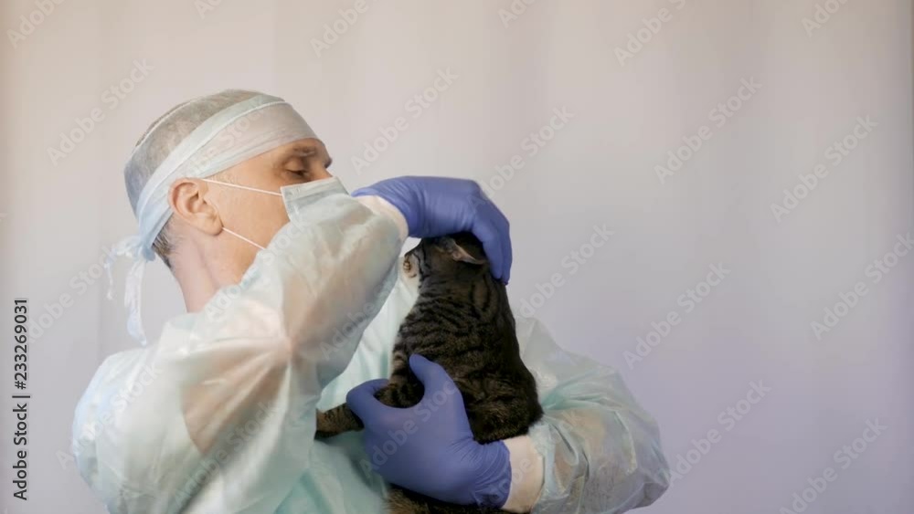 Veterinarian makes inspection of a kitten. He is going to vaccinate him Veterinarian makes inspection of a kitten. He is going to vaccinate him