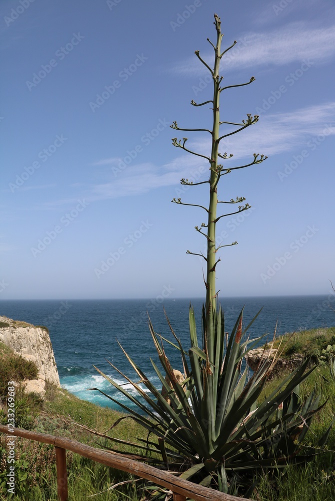 American agaves blooming at Hiking trail in Syracuse at the Mediterranean Sea, Sicily Italy American agaves blooming at Hiking trail in Syracuse at the Mediterranean Sea, Sicily Italy