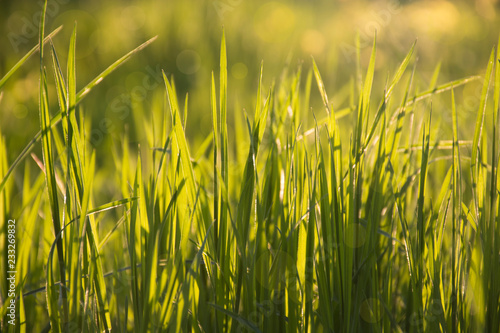 Grass in sunlight closeup. Green nature bokeh background