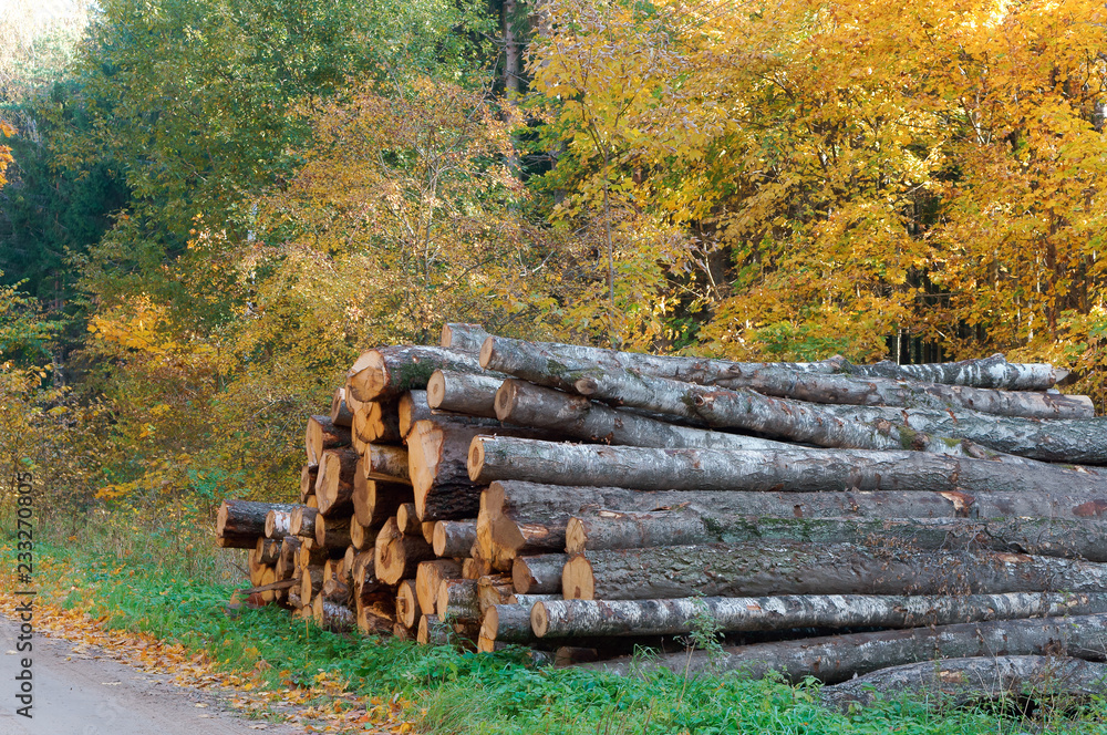 Cutting down trees. Logging. Trunks of felled trees. Deforestation.
