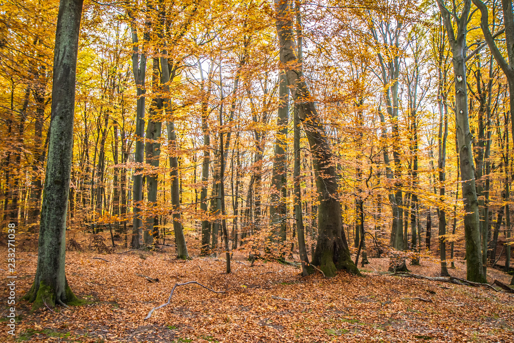 Fototapeta premium Beech forest in autumn