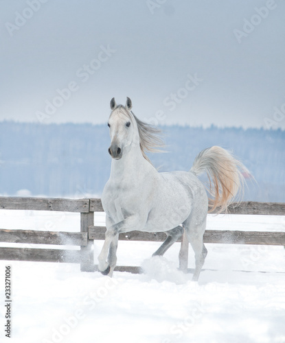 white arabian horse runs in the snow