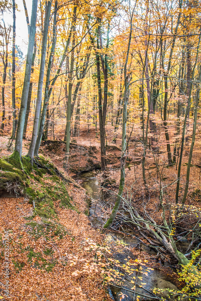 Fototapeta premium Beech forest in autumn