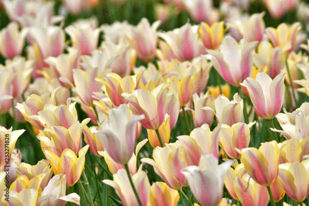 Fototapeta premium colorful tulips in the garden