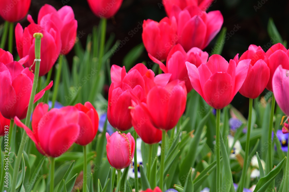 red tulips in the garden