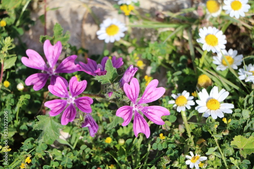 Silene colorata and Bellis perennis blooming in Syracuse in spring at Mediterranean Sea, Sicily Italy 