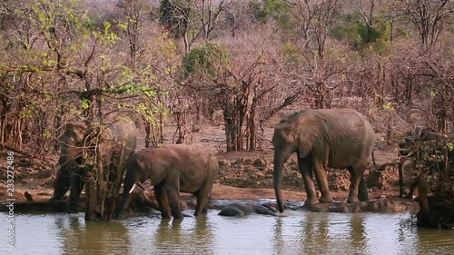 African bush elephant in Kruger National park, South Africa ; Specie loxondonta african family of elephantidae photo