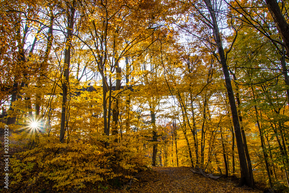 Obraz premium Sun peaking in the autumn 