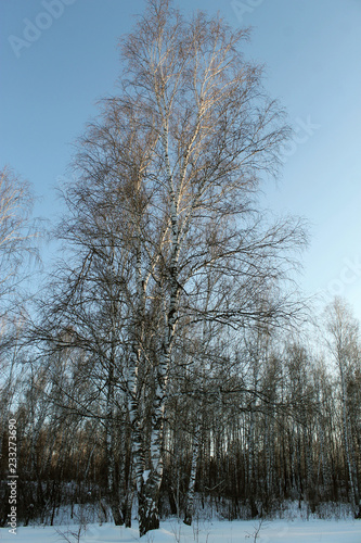 Winter landscape - frosty trees in snowy forest. Road in a wonderful winter forest