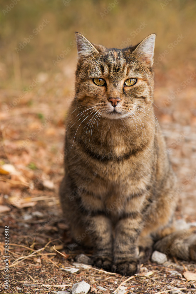 Adult cat sitting in autumn landscape