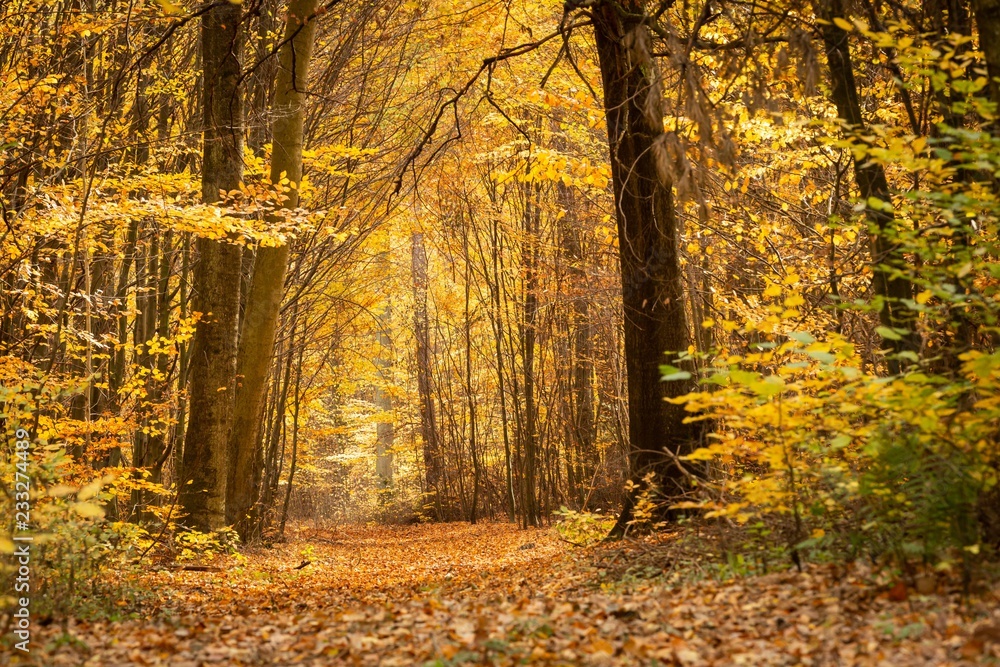 Obraz premium Yellow forest autumn leaves