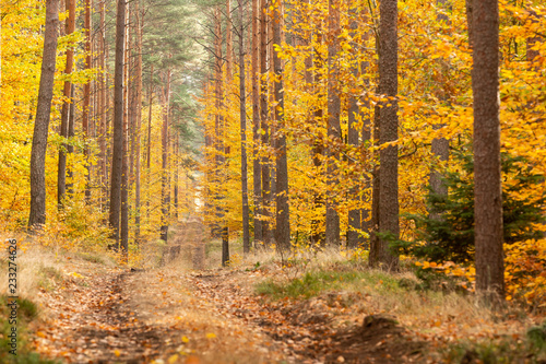 Roadway with golden trees autumn forest