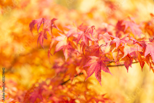Maple leaves orange and yellow autumn
