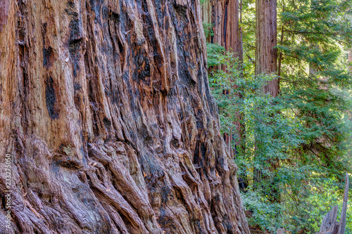 Giant Redwood Forest at Big Basin State Park