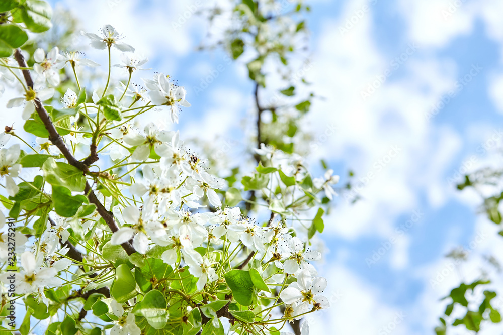 Branches of blossoming pear tree. Flowers with white petals against the blue sky. Spring garden Branches of blossoming pear tree. Flowers with white petals against the blue sky. Spring garden