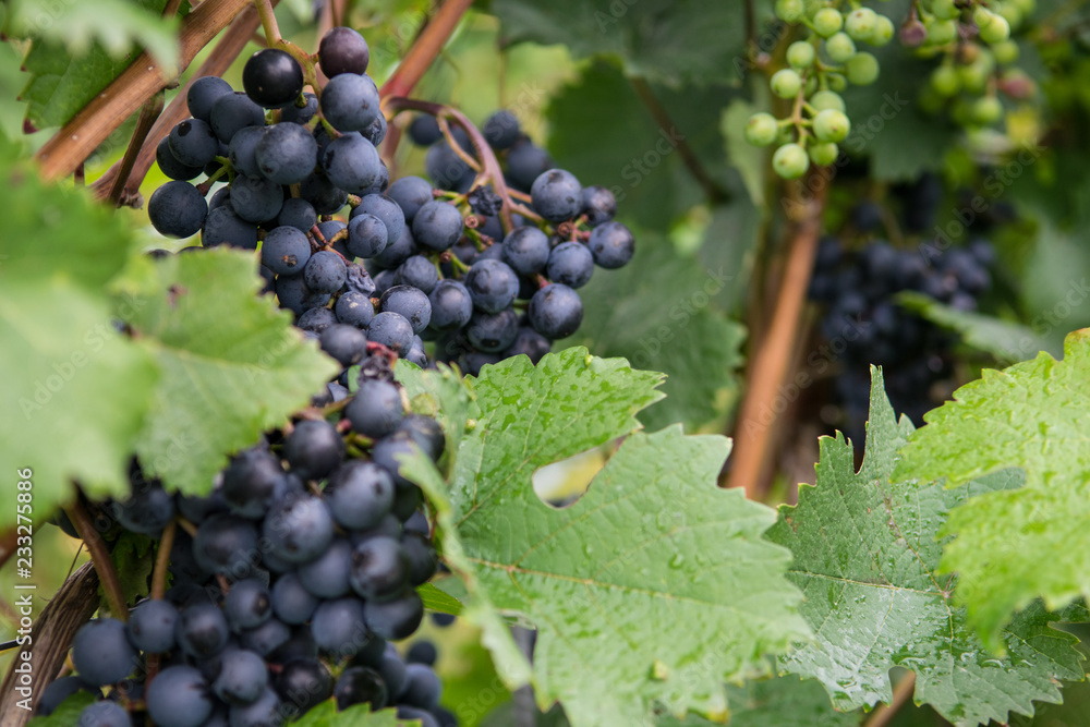 Wein Wein