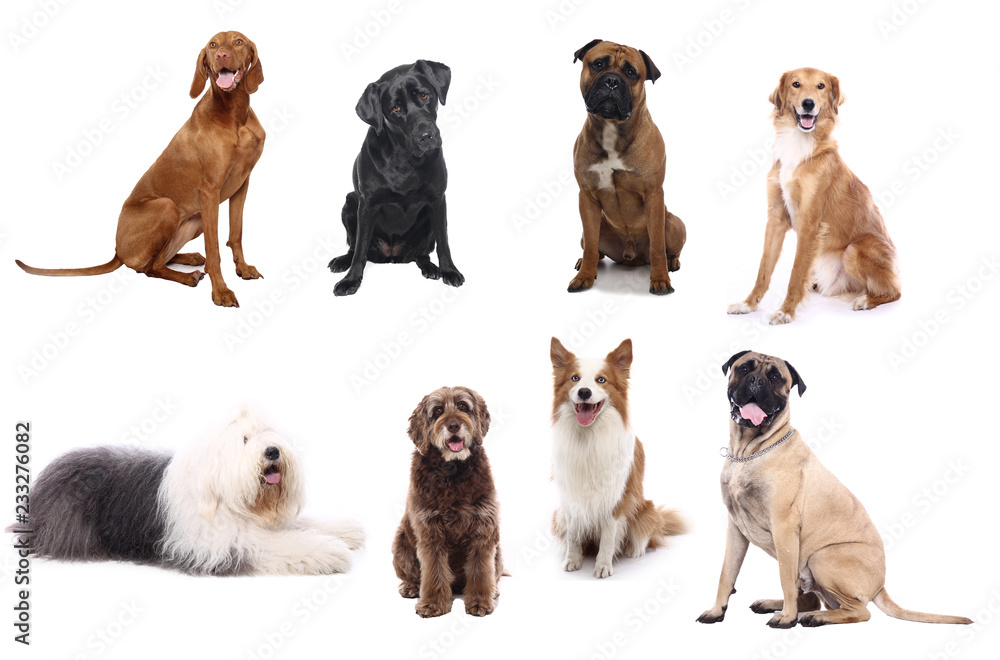 Fototapeta Group of dogs
