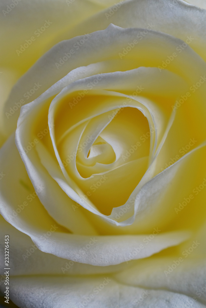 rose jaune rose jaune