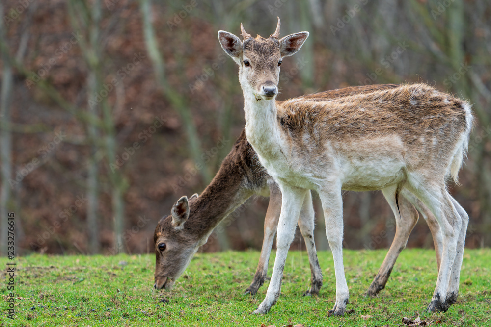 Rehe im Herbstwald