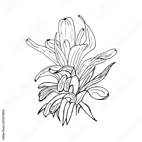 Vector hand drawn botanical illustration of abstract plant isolated on white background. Floral monochrome illustration in sketch style. Use for your design