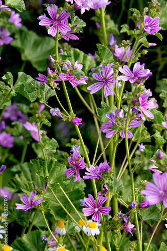 margaritas moradas