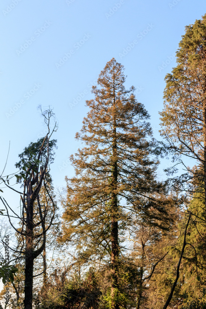 Trees in forest