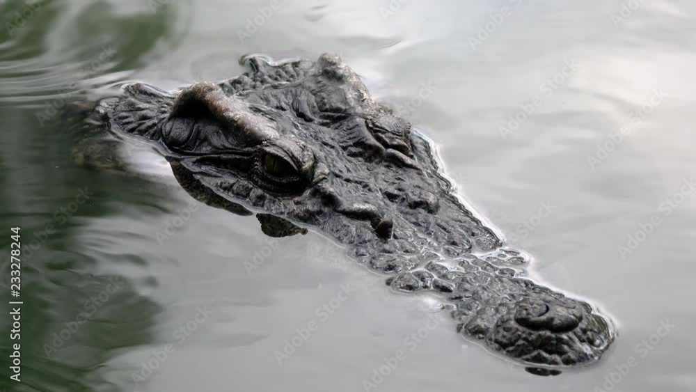 crocodile crocodile