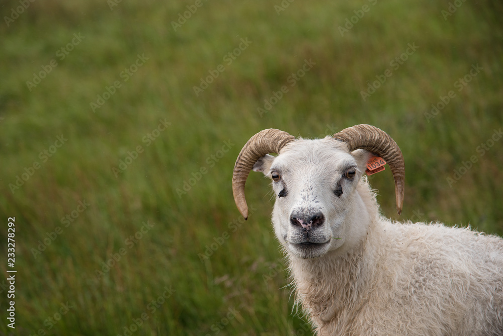 Obraz premium Sheep in grassy meadow, Iceland