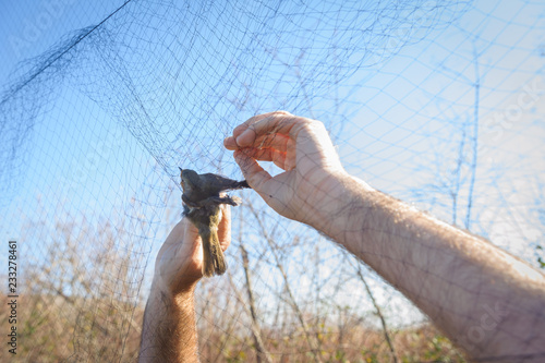 Bird in the nets with human hands