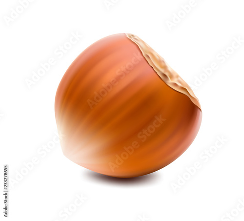 Realistic hazelnut isolated on white background. Ready for your design. Vector illustration. EPS10.