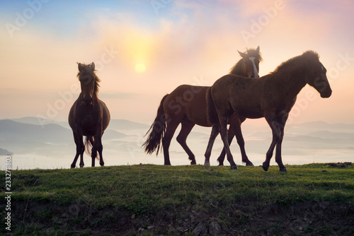 Horses in the sunlight © panaramka