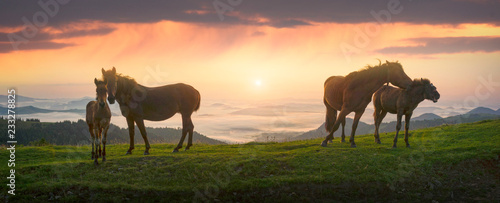 Horses in the sunlight