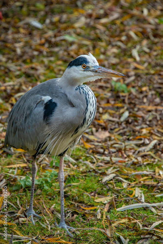 Fototapeta premium Grey Heron