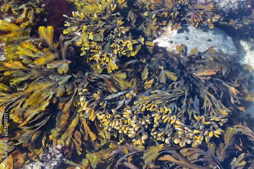 pattern created by seaweed on water surface, North sea