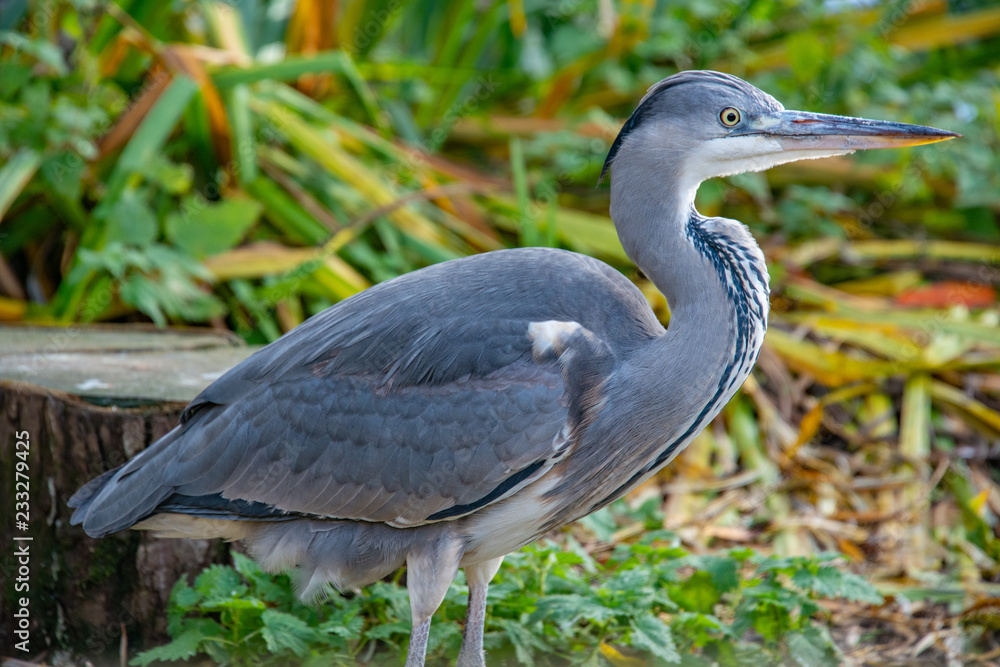 Naklejka premium Grey Heron