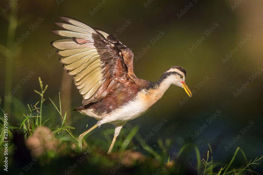 Obraz premium The Wattled Jacana, Jacana jacana is walking in the typical environment of Trinidad wetlands