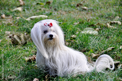 Small dog maltezer, in the autumn forest. photo