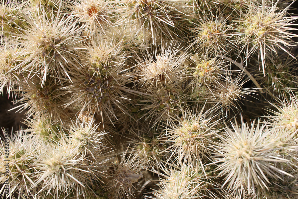 Cholla Cactus close up, Joshua Tree National Park Cholla Cactus close up, Joshua Tree National Park