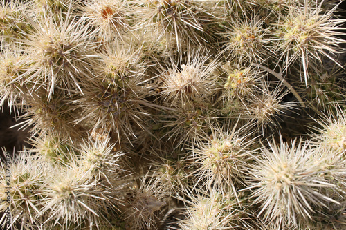 Cholla Cactus close up  Joshua Tree National Park