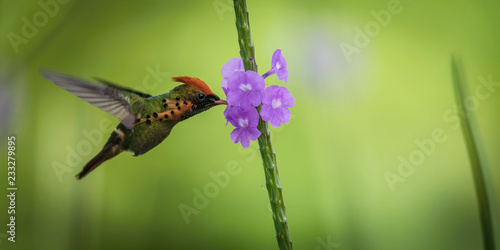 The Tufted coquette flying and sucking nectar from little blooms in colorful background