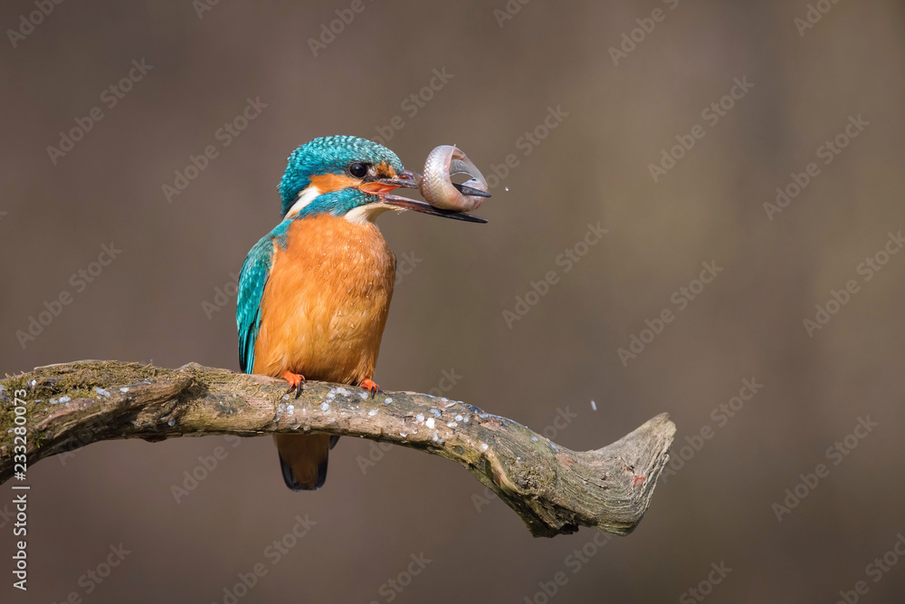 Obraz premium The Common Kingfisher, alcedo atthis is sitting on some stick and waiting for the prey, colorful backgound, just caught the fish